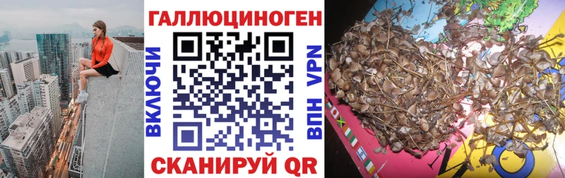 Галлюциногенные грибы Psilocybe  Усть-Лабинск 